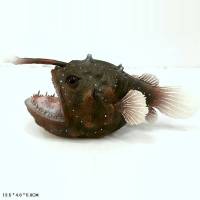 Фигурка рыба Морской черт, 13,5 см