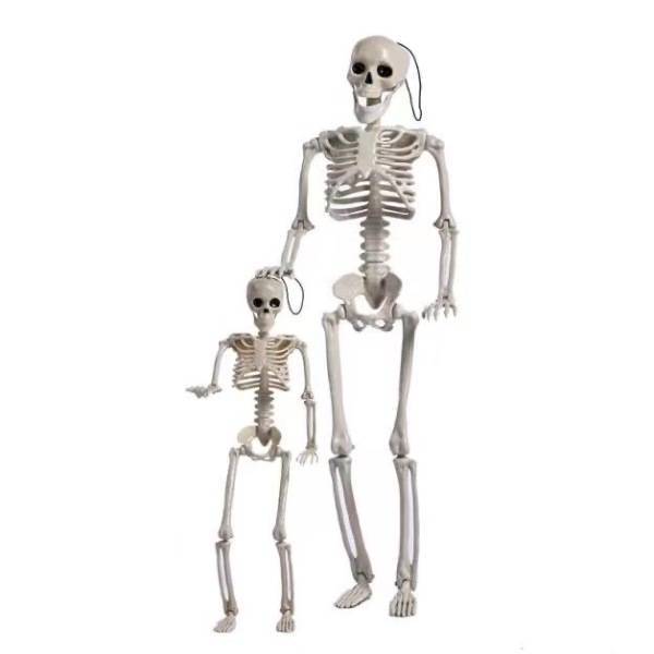 Скелет подвижный 60 см